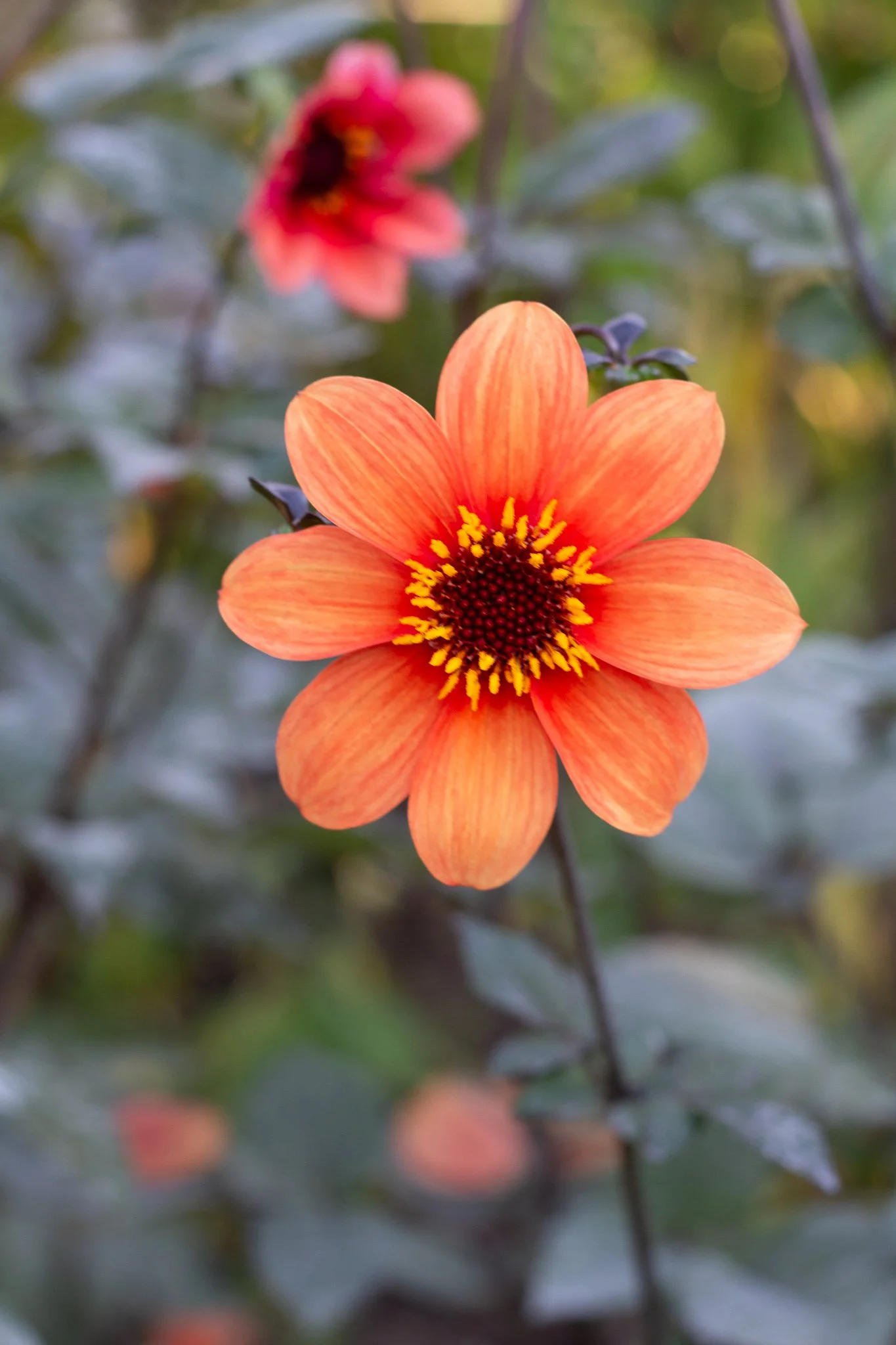 その他 Dahlia, Idyllic Dreamer CSR Dahlia : Day Dreamer — ciderpress lane